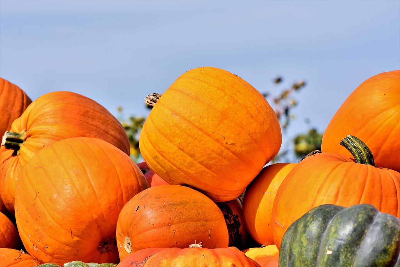 How to Grow a Pumpkin Patch for Halloween